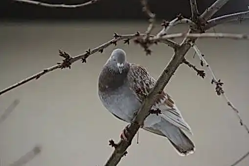 jozz промокод 33470f